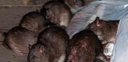 Plaga de ratas preocupa a El Salvador